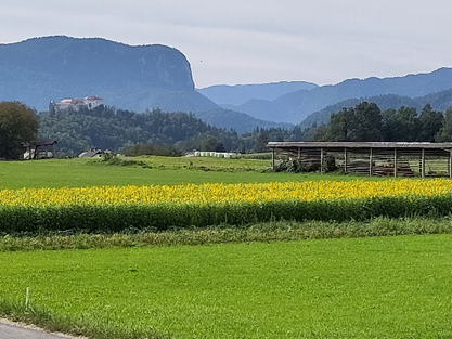 Mountains and green fields with yellow flowers. Photo. 