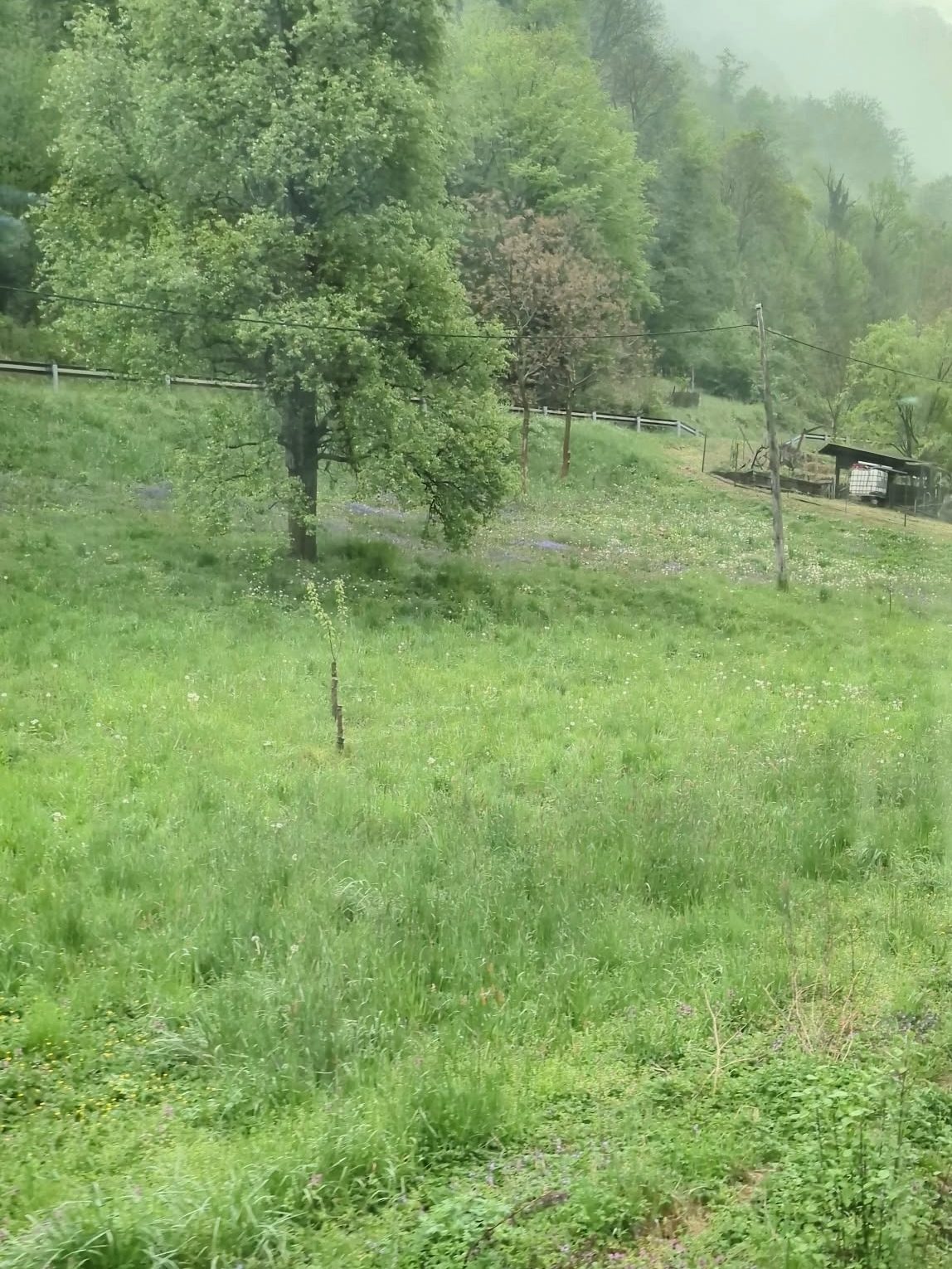 Meadow in Slovenia. Photo.