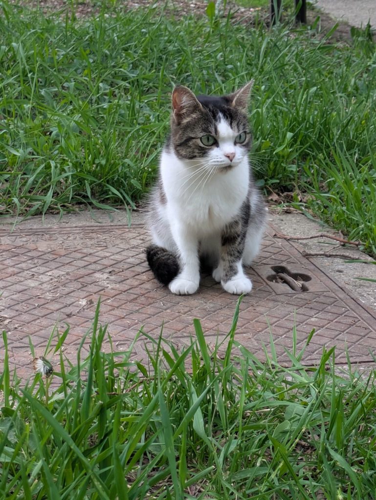 A white and grey cat. Photo.